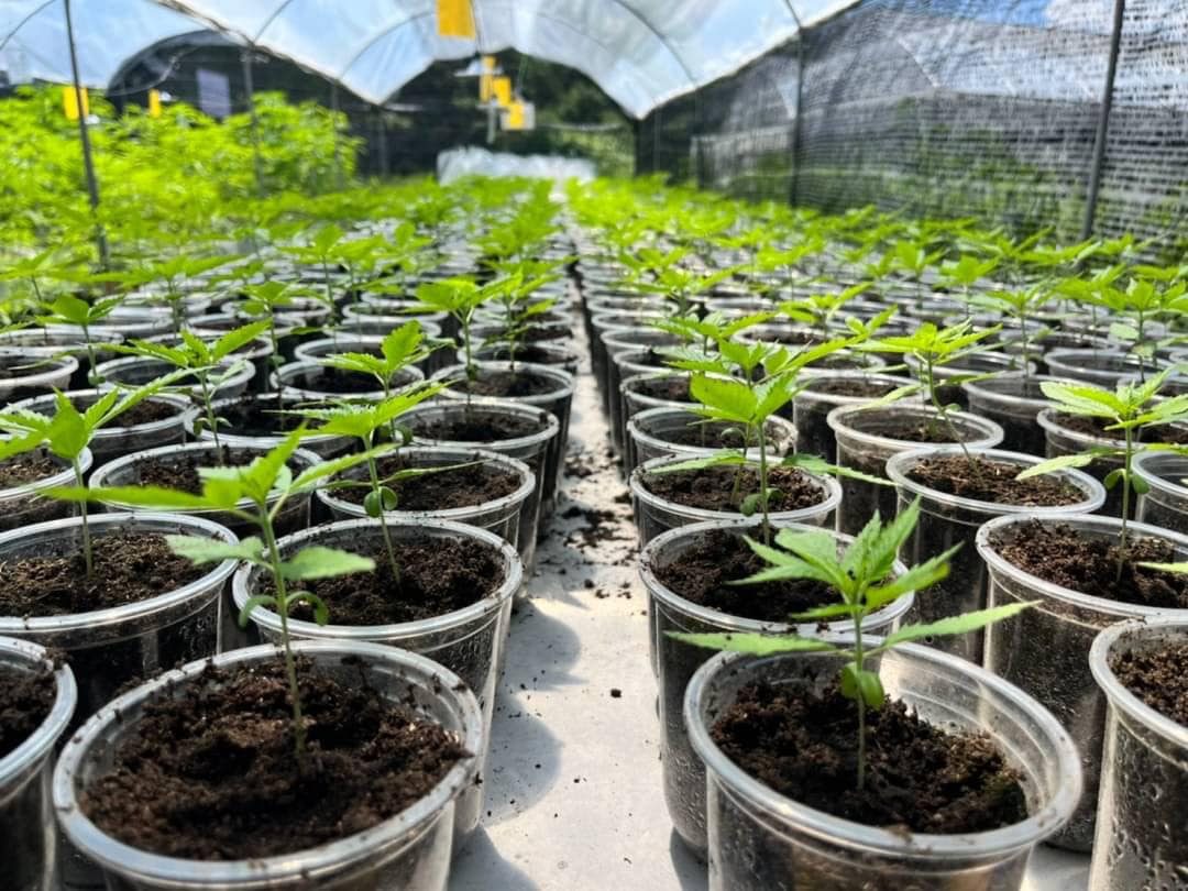 Planting stage of cannabis at Happy Herb Farm, Early June