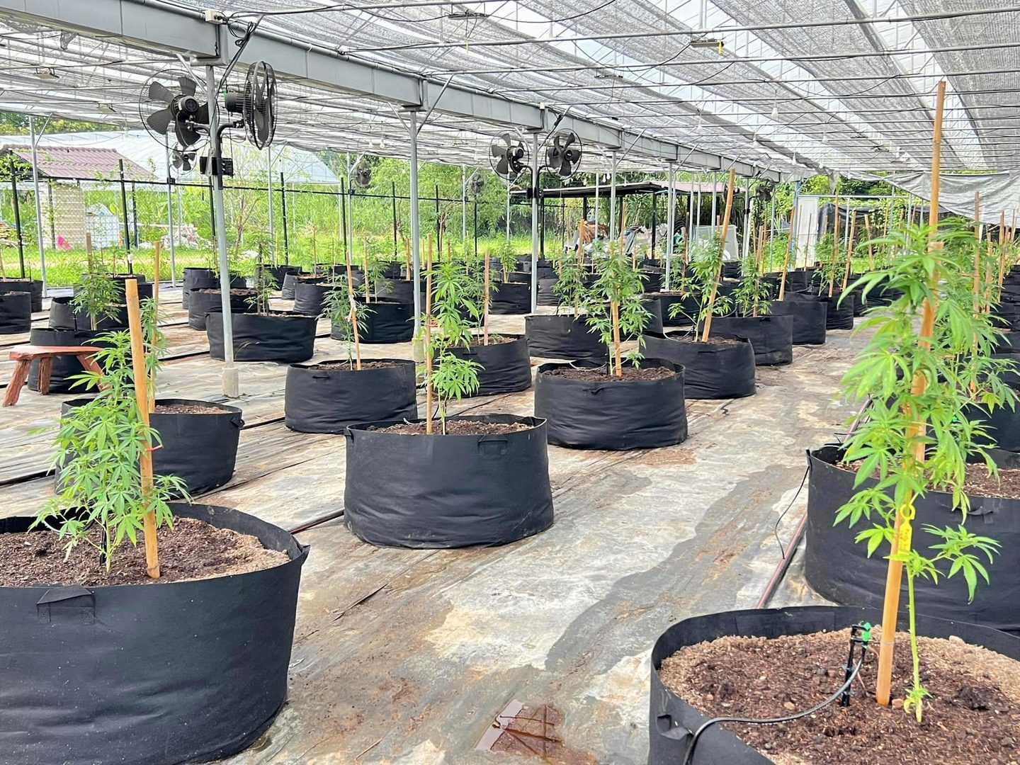 Vegetative stage of cannabis at Happy Herb Farm, Mid June - July