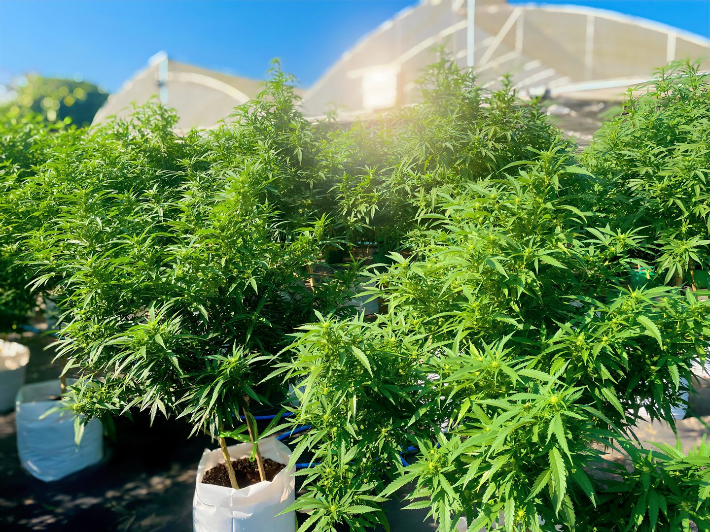 Early Flower stage of cannabis at Happy Herb Farm, Late July - August