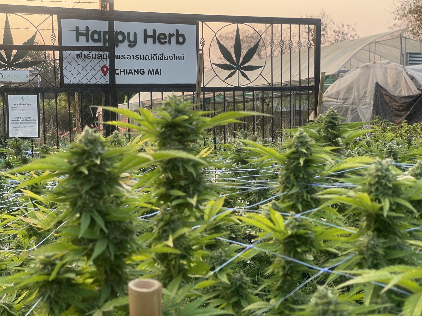 Peak Bloom stage of cannabis at Happy Herb Farm, Aug - Early Sept