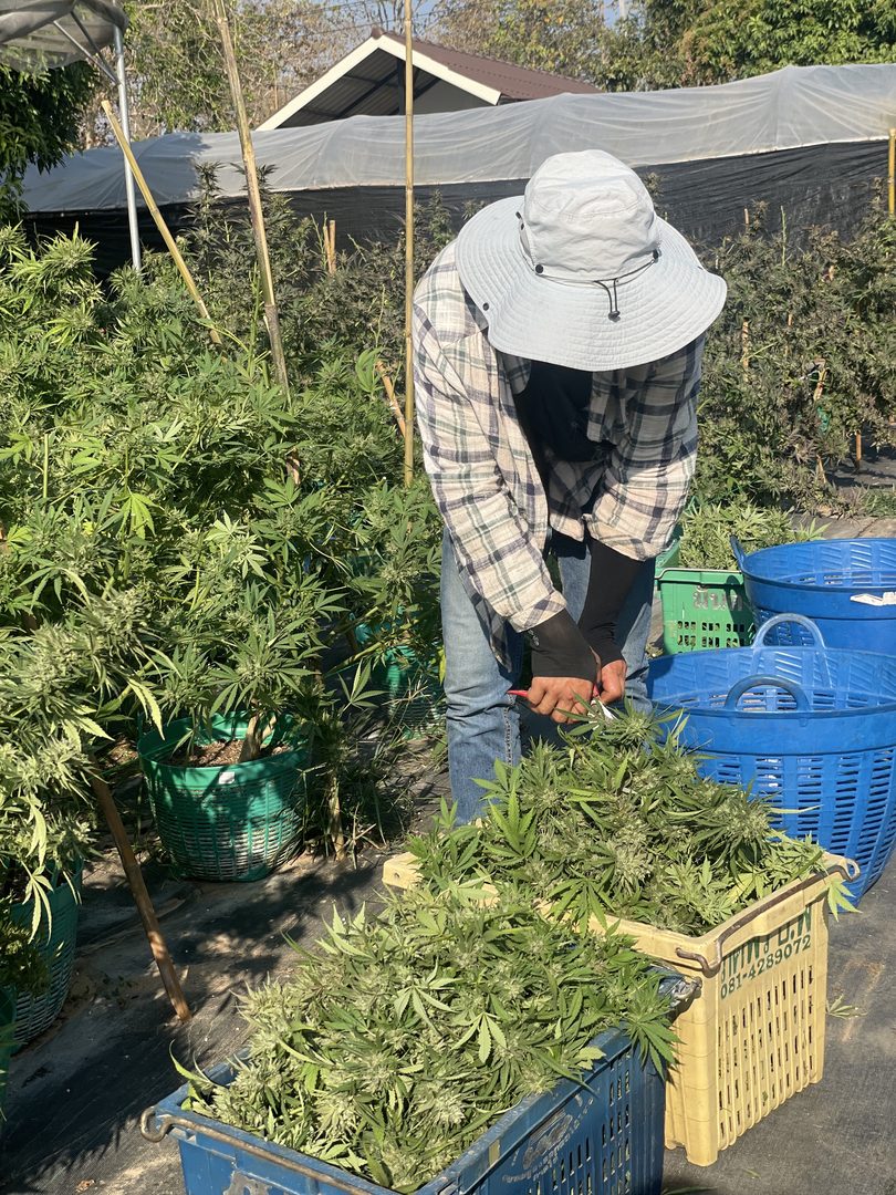 Harvest stage of cannabis at Happy Herb Farm, September