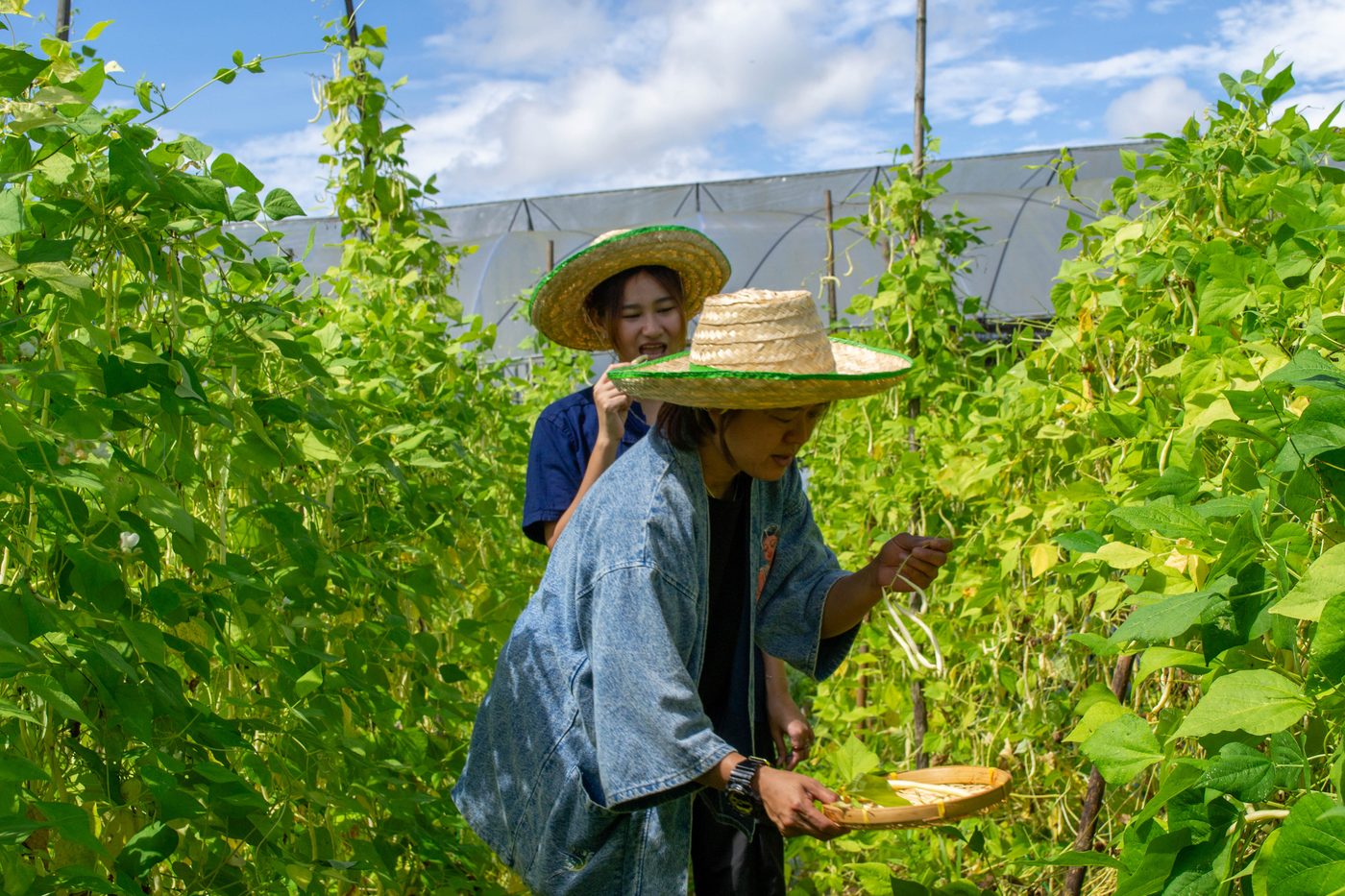 Hands-on Thai cooking class at Happy Herb Farm in Chiang Mai