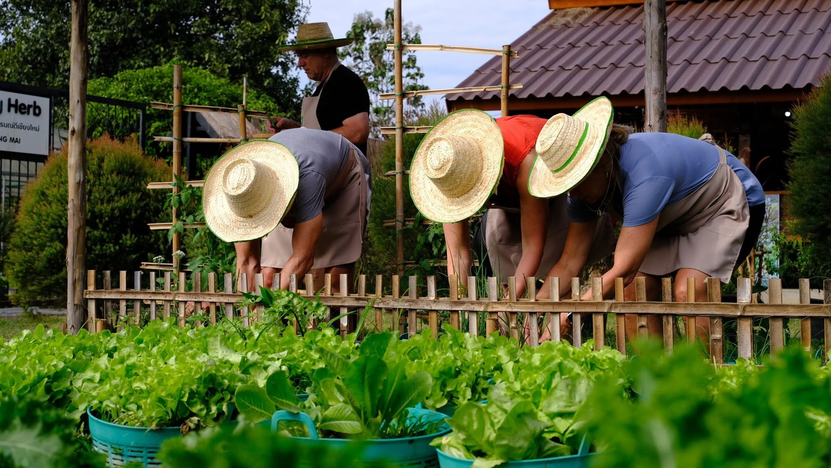 Guests harvesting fresh herbs and vegetables in the Happy Herb organic garden
