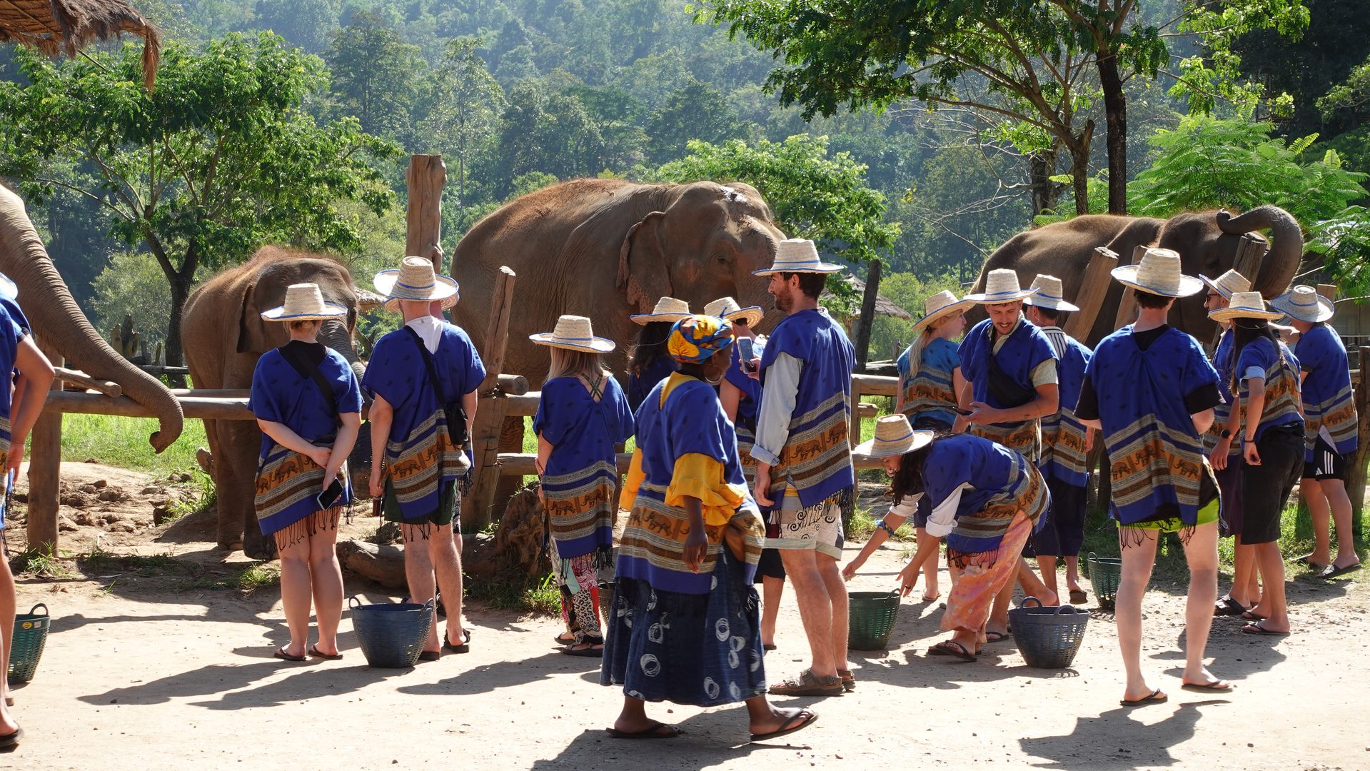 Ethical elephant sanctuary experience near Chiang Mai with Happy Herb