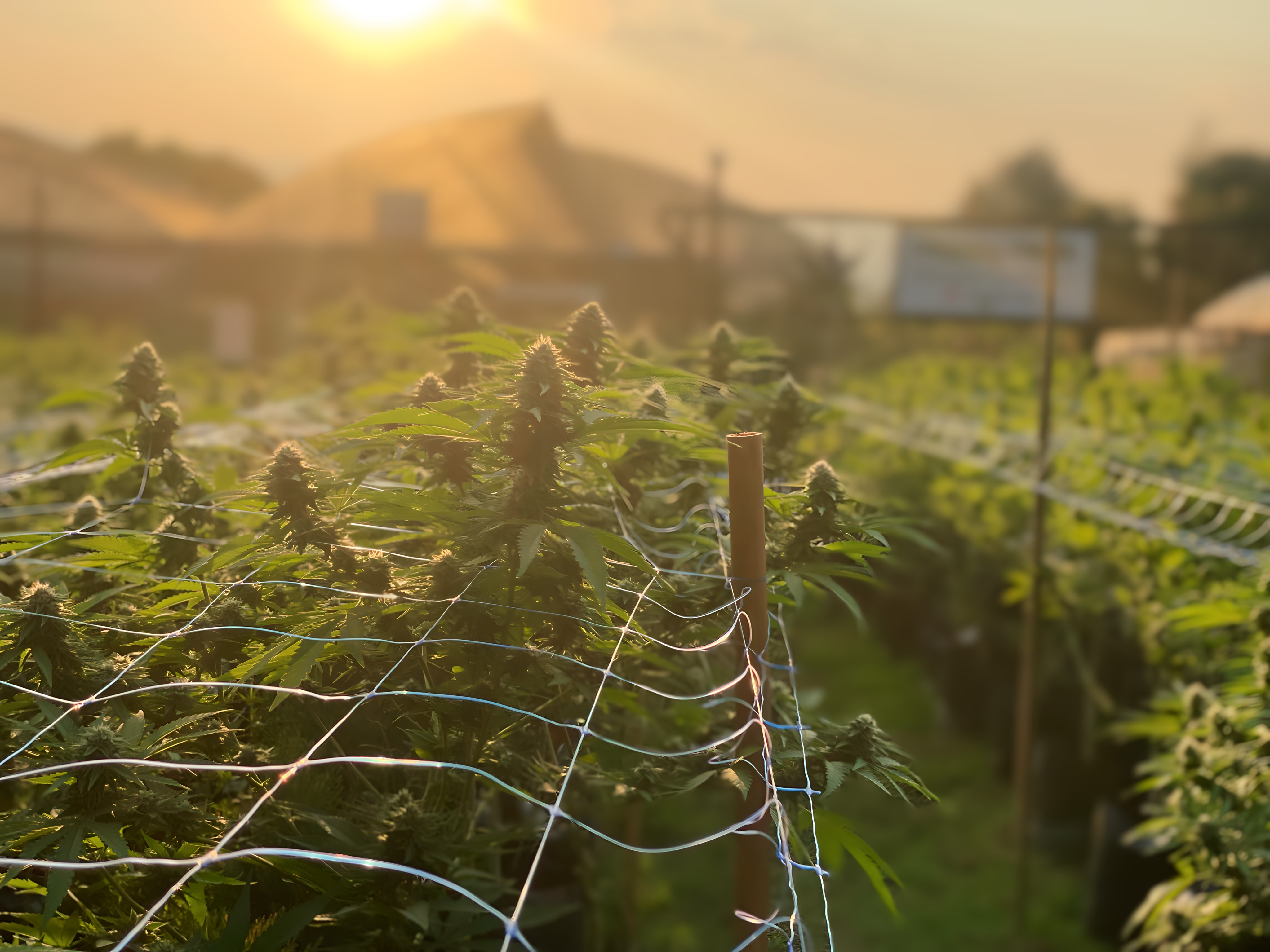 Happy Herb founder walking through the cannabis farm