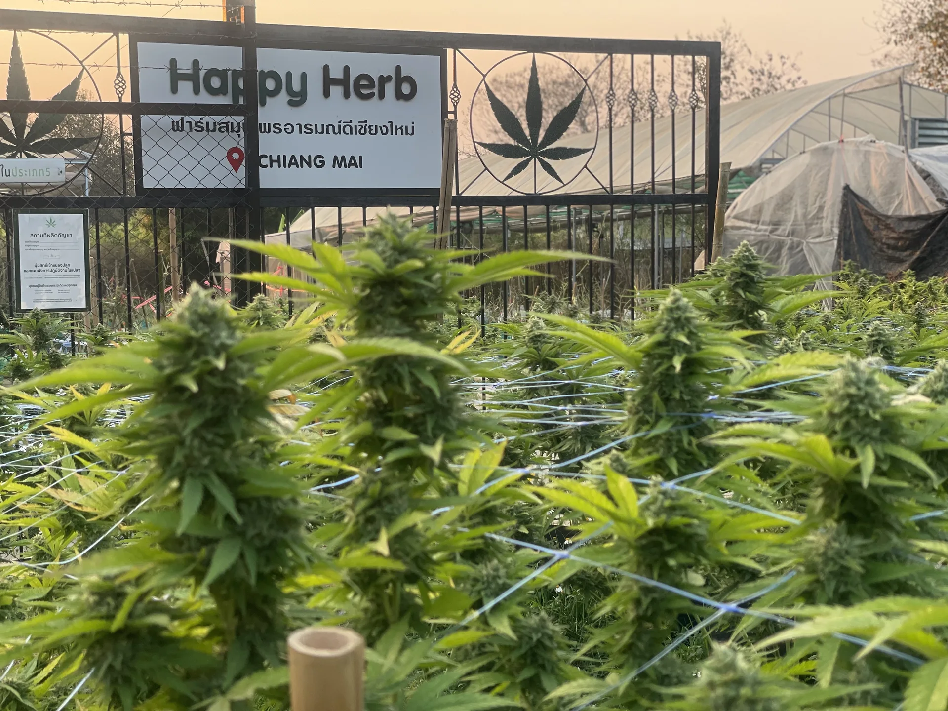 Cannabis flowers at Happy Herb farm in Chiang Mai