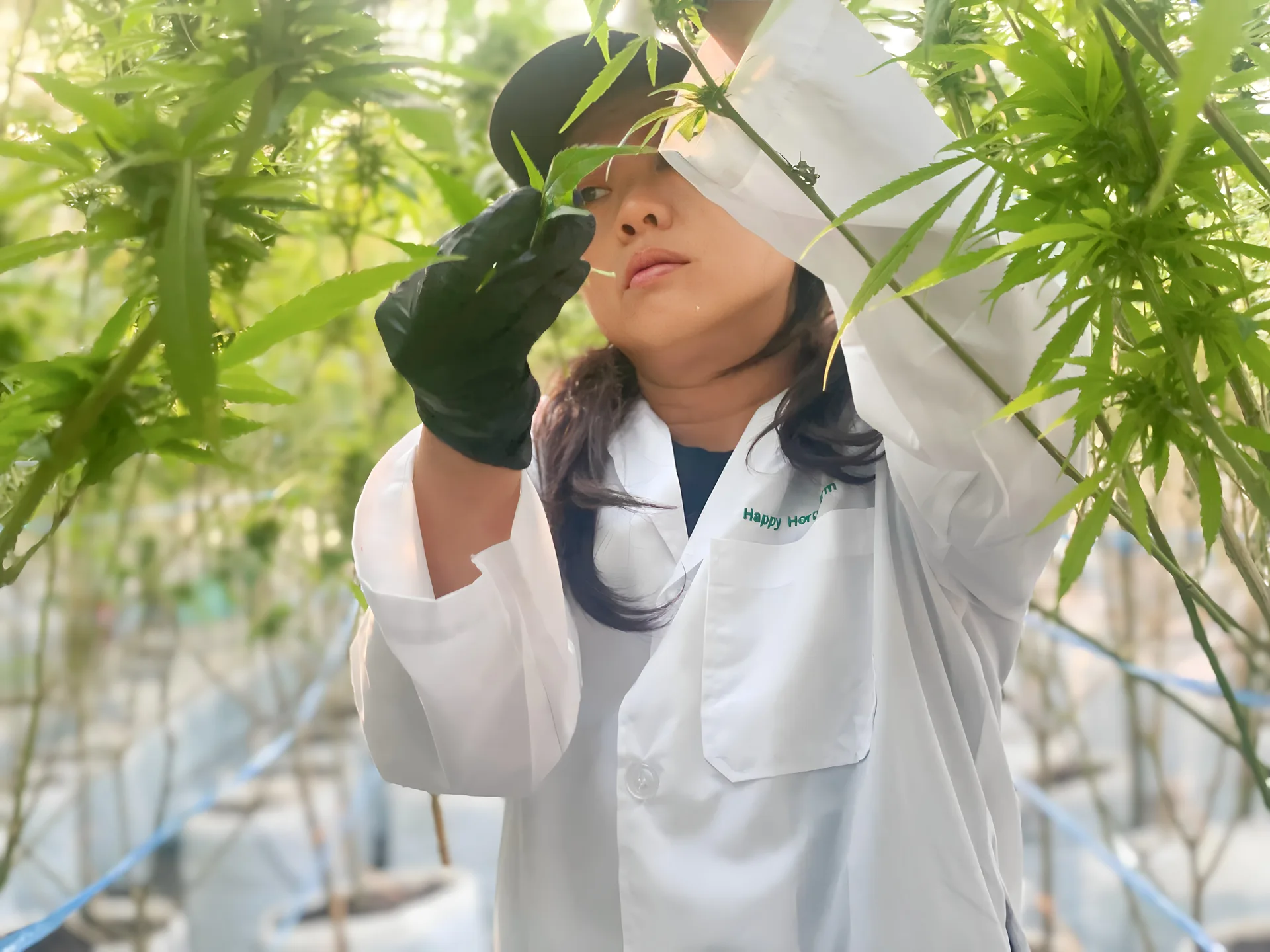 Happy Herb founder inspecting a cannabis plant
