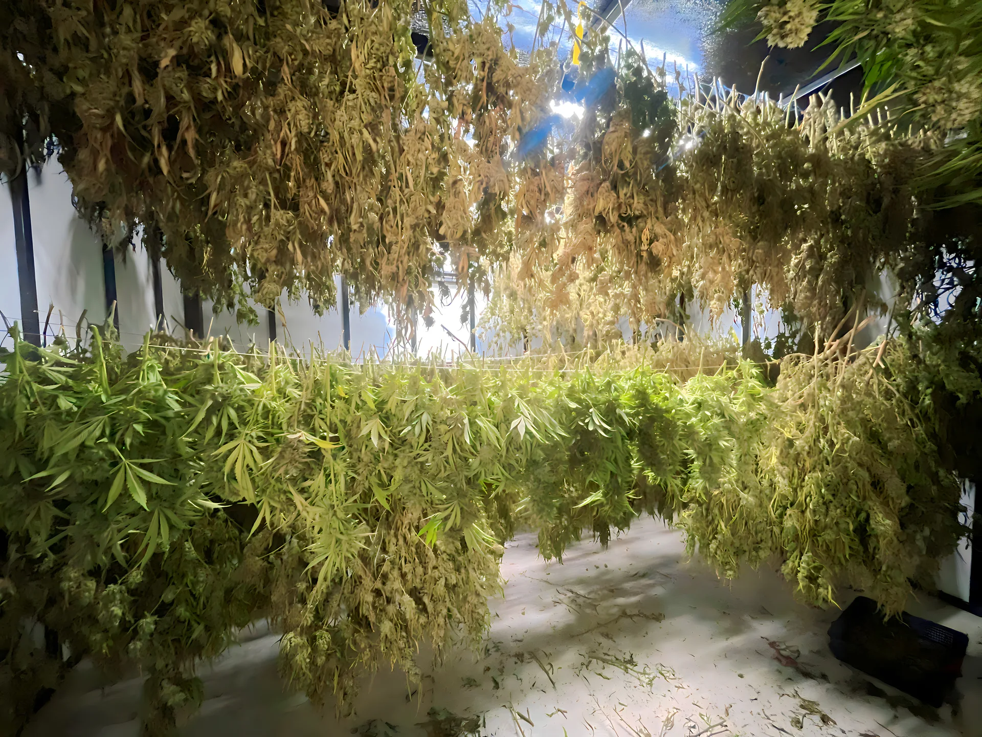 Inside the cannabis drying room at the licensed Happy Herb farm