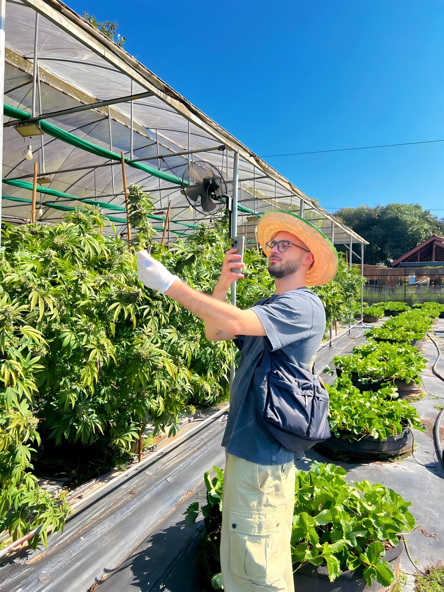 Half Day Cannabis Farm Tour