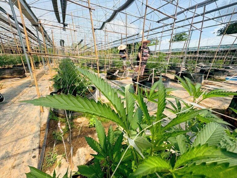 Farm Update: A New Cannabis Growing Cycle Begins