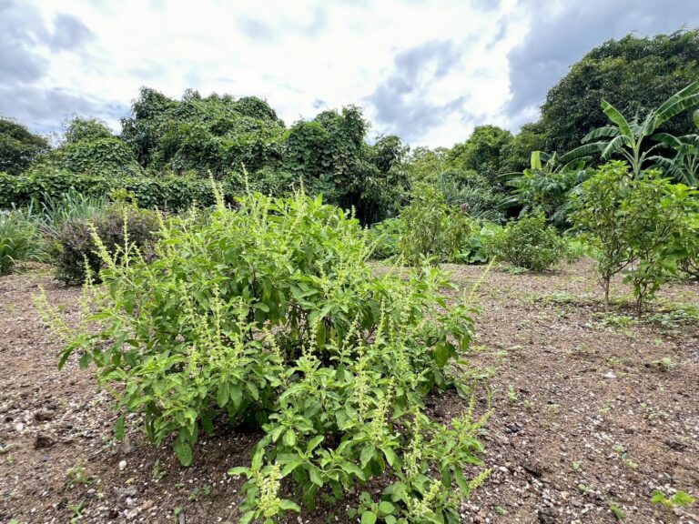 Farm Update: A Peek at Our Farm Garden
