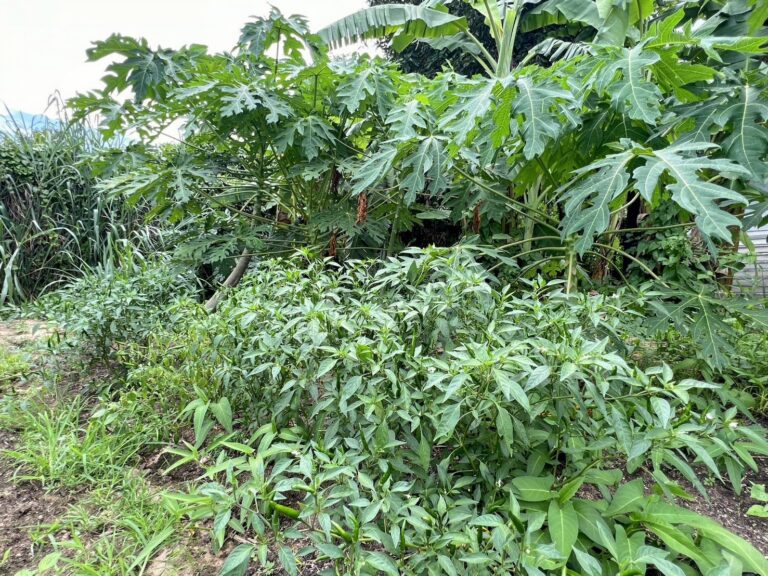 happy-herb-farm-tropical-vegetable-garden-chiang-mai-cooking-class